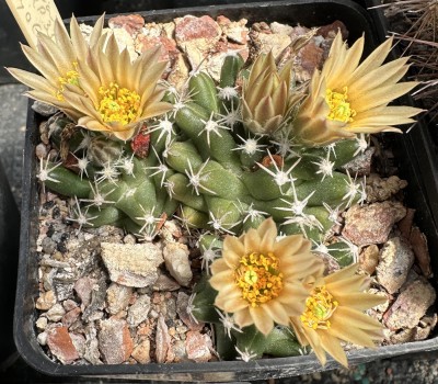 28251.JPG (406.26 KiB) 12138 mal betrachtet Escobaria missouriensis subsp. navajoensis RP 33