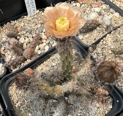 28706.JPG (376.56 KiB) 12402 mal betrachtet Pterocactus spec. 'Schild verloren gegangen'