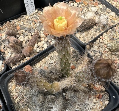 Pterocactus spec. 'Schild verloren gegangen'