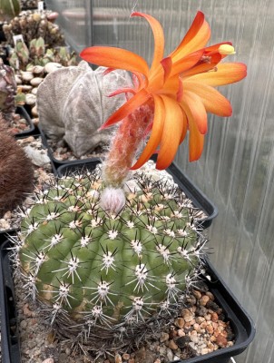 29753.JPG (235.75 KiB) 12808 mal betrachtet M. intertexta