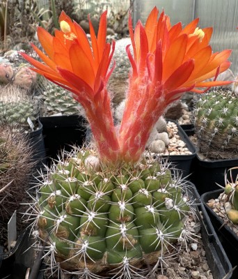 29754.JPG (231.7 KiB) 12808 mal betrachtet M. intertexta oder etwas anderes?