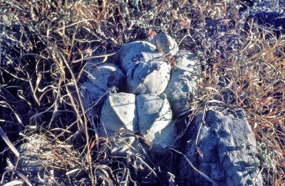 Astrophytum myriostigma (6).jpg