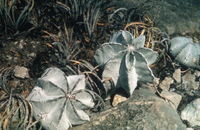 Astrophytum myriostigma 14.jpg
