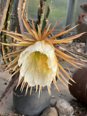 Selenicereus grandiflorus