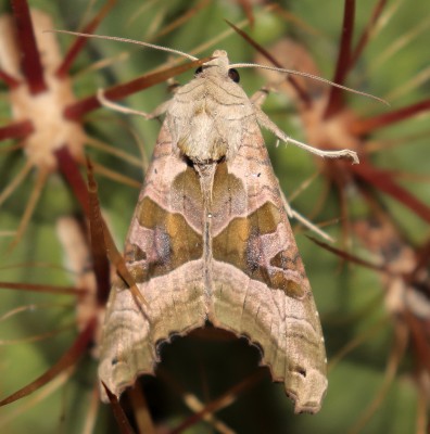 IMG_6264-b_Achateule_Phlogophora meticulosa.jpg