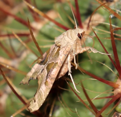 IMG_6262-b_Achateule_Phlogophora meticulosa.jpg