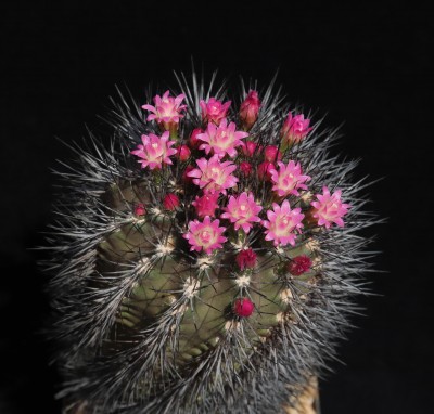 Neoport_wagenknechtii_Palmengarten SHA 1-85_230823_6464-a.jpg (656.98 KiB) 13313 mal betrachtet Neoporteria wagenknechtii