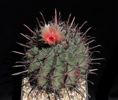 IMG_7613-a.jpg (523.72 KiB) 22468 mal betrachtet Feroc. peninsulae