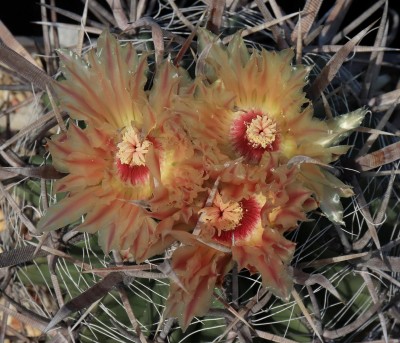 IMG_7821-a.jpg (344.48 KiB) 21462 mal betrachtet Feroc. santa-maria