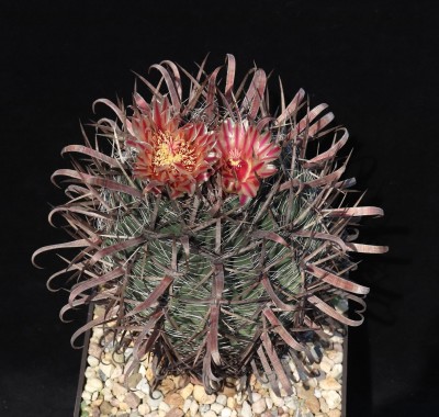 IMG_7923-a.jpg (500.39 KiB) 21462 mal betrachtet Feroc. hybr santa-maria x coloratus