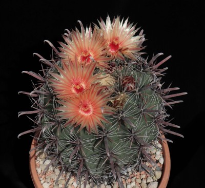 IMG_8176-a.jpg (547.77 KiB) 21362 mal betrachtet Feroc. peninsulae, Säml. 1985