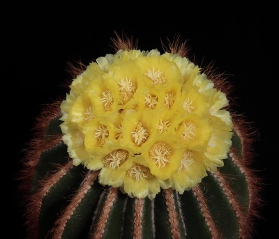 Notoc. (Parodia) warasii