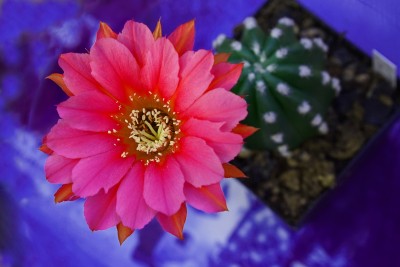 Echinopsis subdenu-Hyb22r.jpg