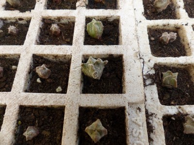 Astrophytum myriostigma 1.jpg