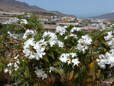 Pachypodium lamerei, Blüten.jpg