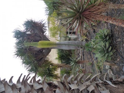 Agave  titanota, Blüten 1.JPG