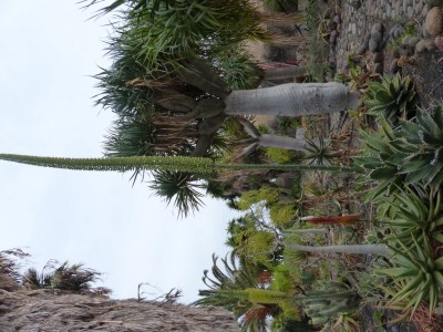 Agave titanota, Knospen.JPG