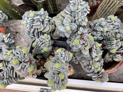 Crassula Morgans pink