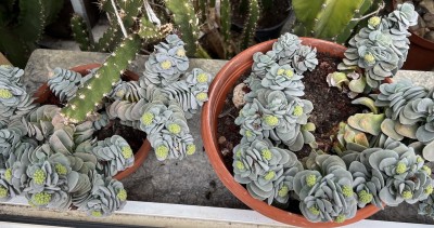 IMG_4694 Kopie.jpeg (577 KiB) 14474 mal betrachtet Crassula Morgans pink