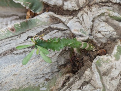 Euphorbia ingens auf Baum 1.JPG