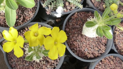 Pachypodium enigmaticum Blüten.jpg