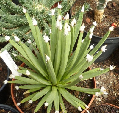 Agave albopinosa 3 - Kopie.JPG