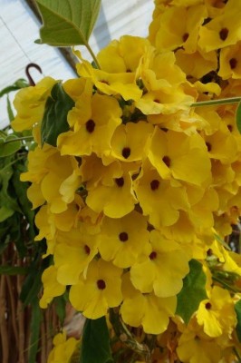 Uncarina peltata, Blüten.jpg