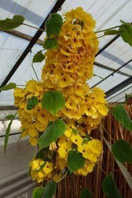 Uncarina peltata.jpg