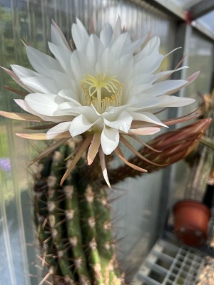 Echinopsis candicans