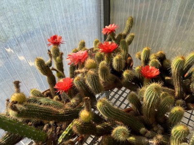 Echinopsis huascha