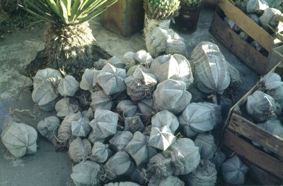 Astrophytum coahuilense, Ag..jpg