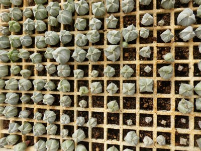 Astrophytum 3-rippig 7.JPG