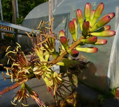 Agave mitis P1000161.JPG