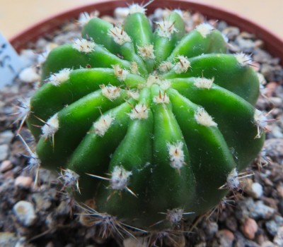 Echinopsis-Hybr. &quot;Burkina Faso&quot; A