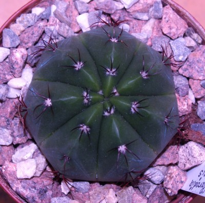 P. ottonis