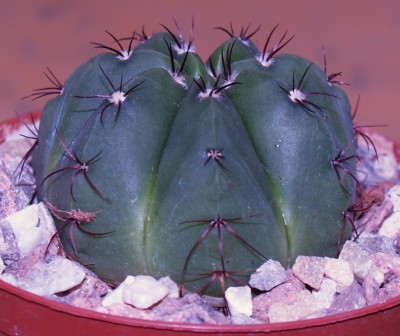 P. ottonis
