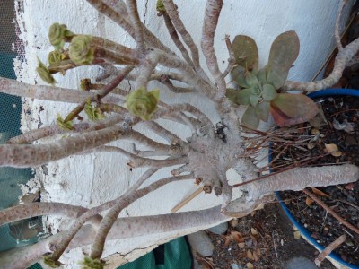 Aeonium  spec..JPG