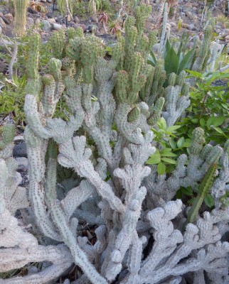Euphorbia spec..JPG