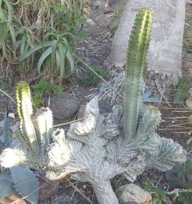 Euphorbia canariensis.JPG