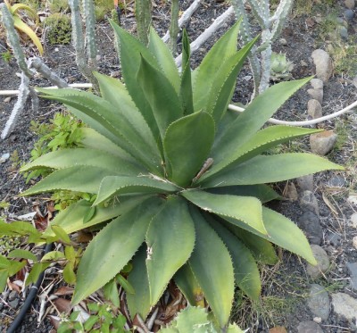 Agave salmiana.JPG