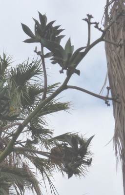 Agave salmina, Kindel 2.JPG