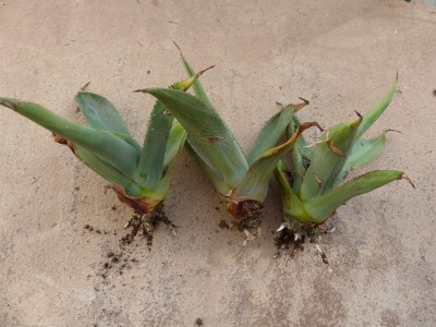Agave salmina Kindel.JPG