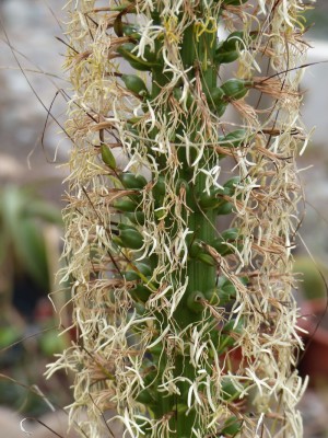Agave filifera, Früchte.JPG