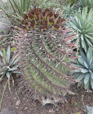Ferocactus rectispinus.JPG