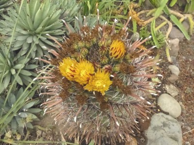 Ferocactus rectispinus, Blüten.JPG
