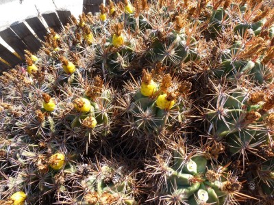 Ferocactus robustus mit Früchten.JPG
