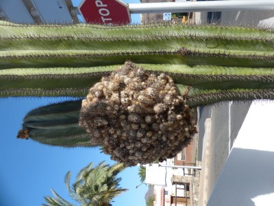 Pachycereus pringlei.JPG
