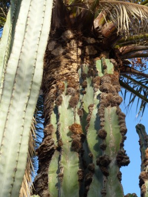 Maginatus Cereus maginatus.jpg