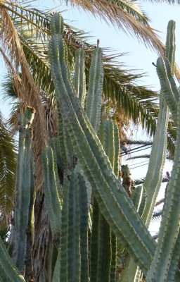Cereus forbesii.jpg