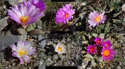 Daniel-Beck-Ariocarpus-Vortrag.jpg